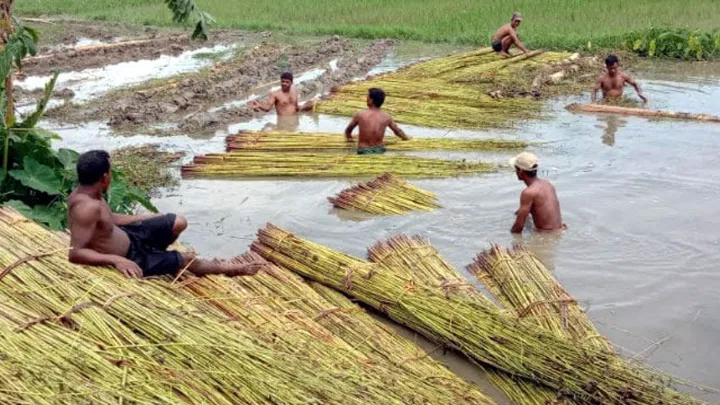 দাম নিয়ে শঙ্কায় ঝিনাইদহের পাট চাষিরা