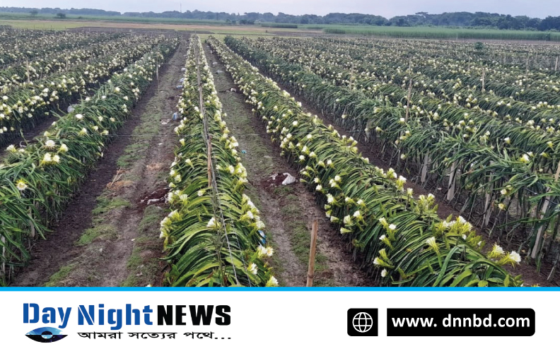 হরিণাকুন্ডুতে ড্রাগন ফলের নতুন চাষ পদ্ধতি সাড়া ফেলেছে ফলন তিন গুণের বেশি