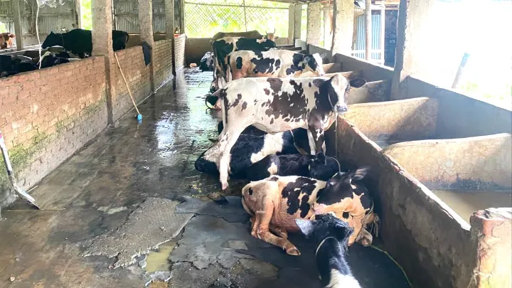 রামগতি-কমলনগরে ১ লাখ ৩০ হাজার গবাদি পশু নিয়ে দুশ্চিন্তায় খামারিরা