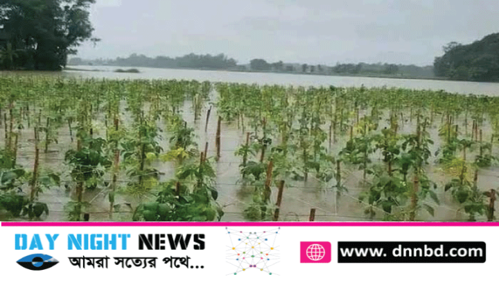 সবজি চাষীদের মাথায় হাত: বৃষ্টিতে শত-শত হেক্টর জমির সবজি নষ্ট 