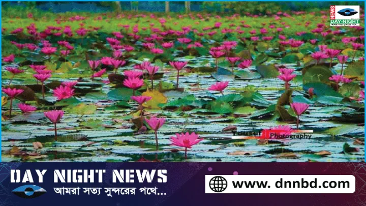 জৈন্তাপুর ডিবি হাওরের লাল শাপলা পর্যটনের সৌন্দর্য হারাতে বসেছে কচুরিপানার আগ্রাসনে