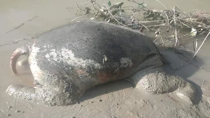  টেকনাফের শালবাগান এলাকায় আরও একটি হাতির মৃত্যু