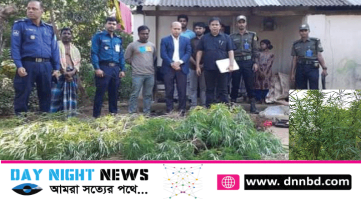 চুনারুঘাটে চাষকৃত অবস্থায় ৯টি গাঁজা গাছ উদ্ধার