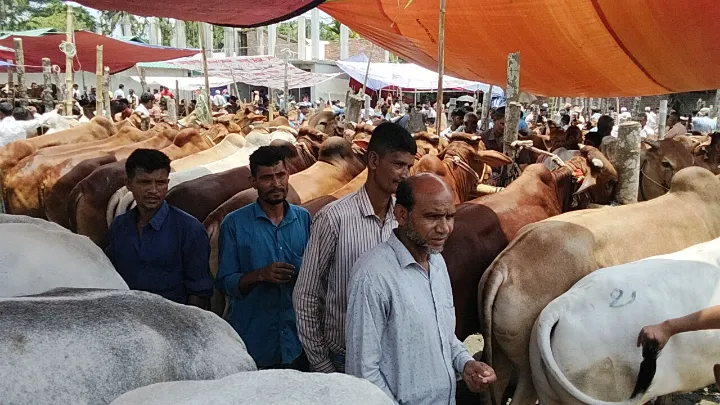 ইজারা স্থগিতে মালিকানাধীন জমিতে গরু বাজার, খাস উত্তোলনে কাঁচা রশিদ