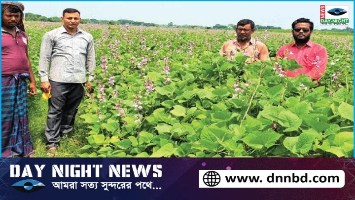 ঝিনাইদহে কৃষকেরা আগাম জাতের ‘রূপবান’ ও ‘হাবিল’ শিম চাষে ঝুঁকছেন