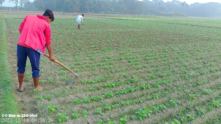 বিশ্বনাথে রবিশস্য ও বোরো আবাদের লক্ষ্যমাত্রা নির্ধারণ