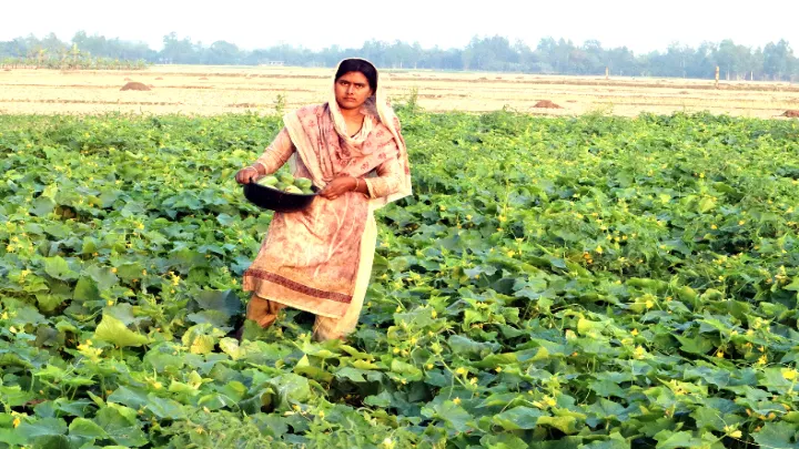 রমজানে খিরার দাম দ্বিগুণ ফুলবাড়ীর কৃষকের মুখে হাসি