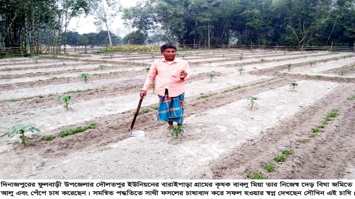 একই জমিতে পেঁপে পাশাপাশি আলু চাষ সবুজ চারায় বাবলু মিয়ার স্বপ্নের কৃষি বাগান