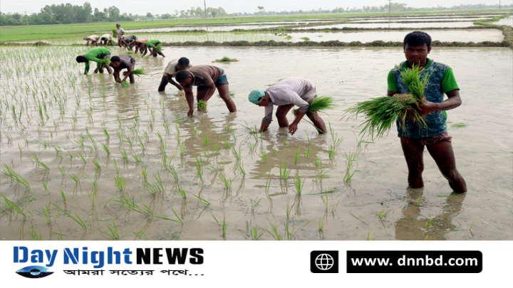 স্বস্তির বৃষ্টিতে আমন চারা রোপনে ব্যস্ত কৃষক