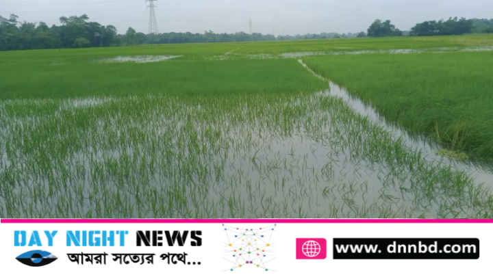 অবিরাম বৃষ্টিতে বিশ্বনাথে আমন আবাদে ব্যাপক ক্ষতির আশংকা