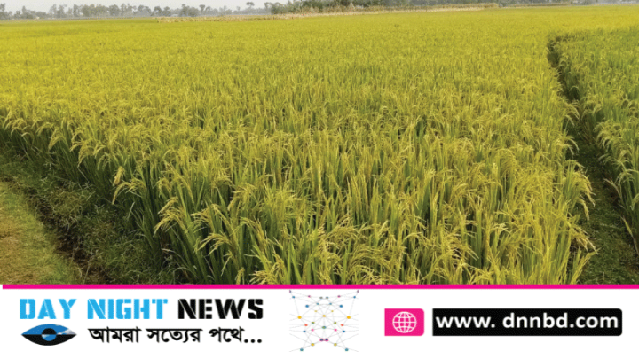 ডিমলায় বোরো ধানের বাম্পার ফলন কৃষকের মুখে সোনালী হাসি