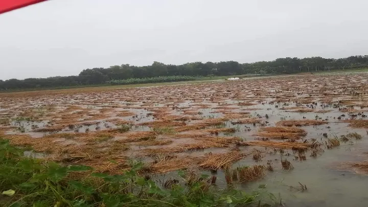 ঝিনাইদহে জওয়াদের কারণে ফসলের ব্যাপক ক্ষতি