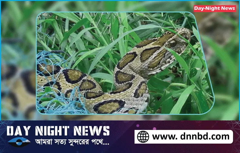 রাসেলস ভাইপার সাপ থেকে  যেভাবে সতর্ক থাকবেন, পরিবেশ মন্ত্রণালয়
