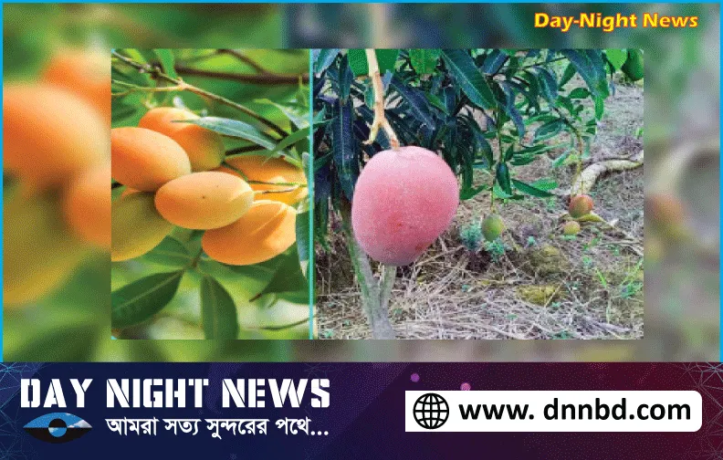বিশ্বের সবচেয়ে দামি আমের উৎপাদন বাংলাদেশে