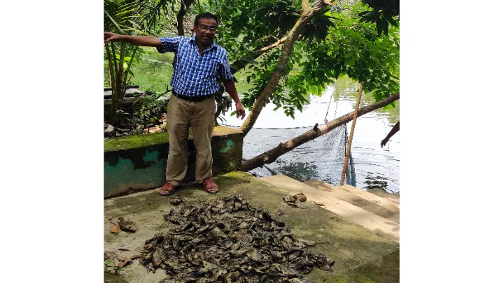 লক্ষ্মীপুরে পুকুরে বিষ দিয়ে ১০ লাখ টাকার মাছ নিধন