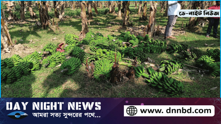 শৈলকুপায় সতন্ত্র প্রার্থীর সমর্থকের কলাক্ষেত কেটে দেওয়ার অভিযোগ