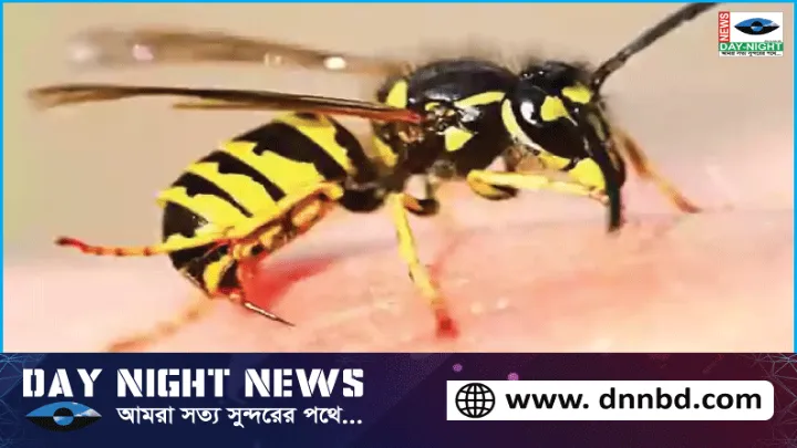ব্রাহ্মণবাড়িয়ার নবীনগরে বিষাক্ত বোলতার কামড়ে ৪ বছরের শিশুর মর্মান্তিক মৃত্যু