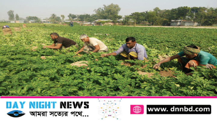 ফুলবাড়ীতে আগাম জাতের আলু চাষ ফলন বাম্পার