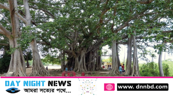 রামগতির সংরক্ষিত বট গাছটি কেটে ফেলল প্রভাবশালীরা