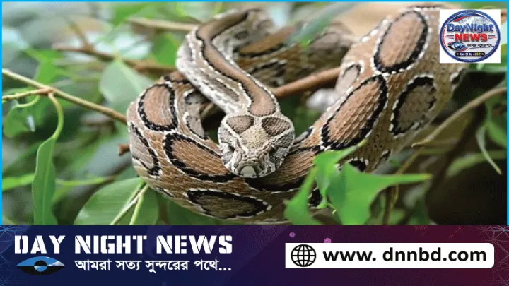 সিলেট জুড়ে বিষধর সাপ গুলো জঙ্গল ছেড়ে লোকালয়ে আশ্রয় খুঁজছে