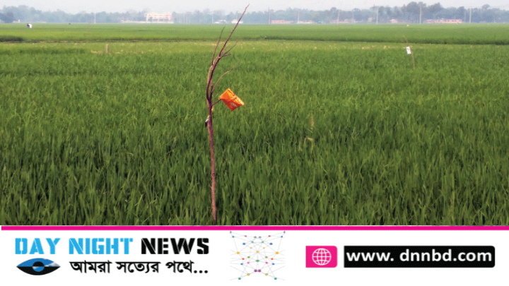 ফুলবাড়ীতে জনপ্রিয় হয়েছে পোকা দমনের পার্চিং পদ্ধতি