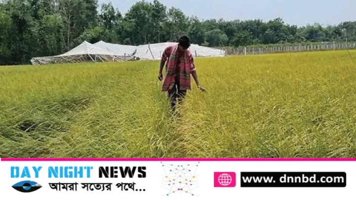 মহেশপুর ১৫’শ হেক্টর জমির ধান কালবৈশাখী ঝড় ও শিলাবৃষ্টিতে বিনষ্ট