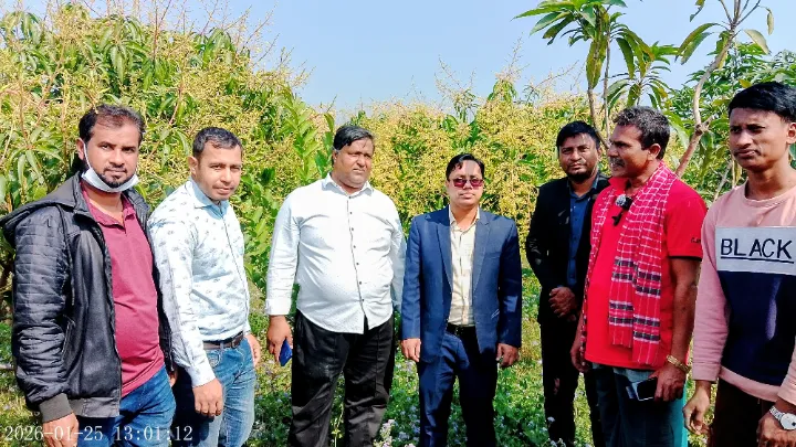 বিশ্বনাথে ২ কোটি টাকা ব্যয়ে পৃথিবী বিখ্যাত "মিয়াজাকি" আম চাষ শুরু