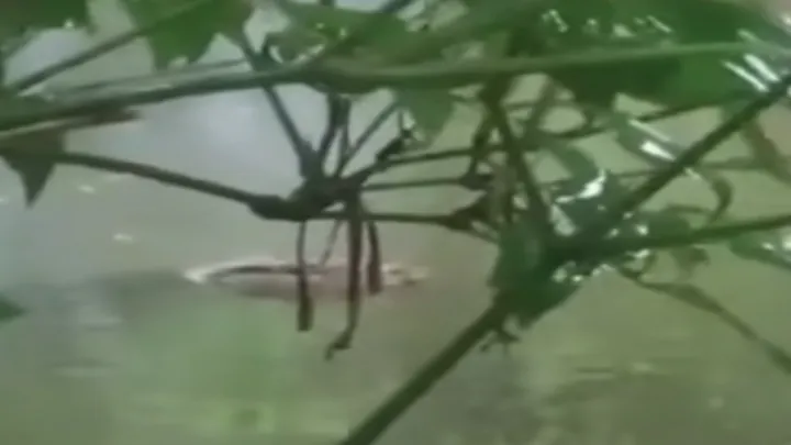 লাড়কির ঘর থেকে, পুকুরে পড়ল কুমির, এলাকায় তোলপাড়  