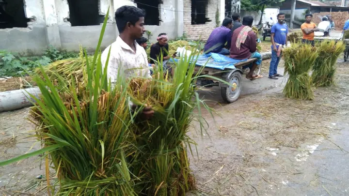  ফুলবাড়ীতে আগাম আমন ধানের সস্তার কাঁচা খড়ে গবাদিপশুর বারো অবস্থা