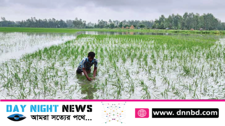 সিলেটে টানা বর্ষণে তলিয়ে গেছে আমন ধান ক্ষেত