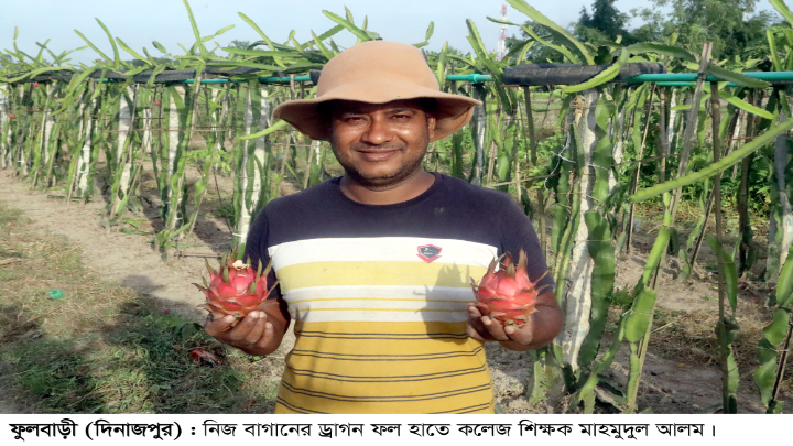 অধ্যাপনার পাশাপাশি ড্রাগন চাষে সফলতার মুখ দেখছেন মাহমুদুল