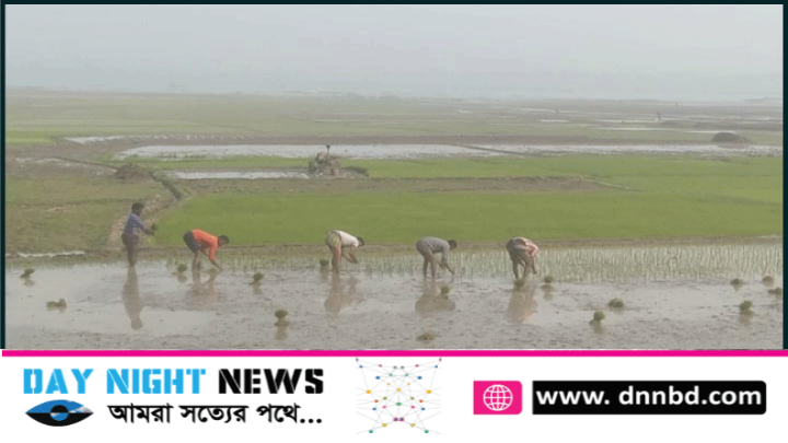 বিশ্বনাথে হিমেল ঠান্ডা উপেক্ষা করে চলছে বোরো আবাদ