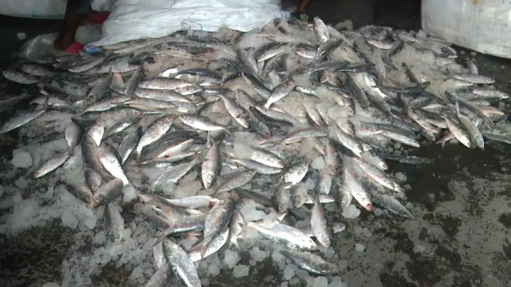 নোয়াখালীতে ২৫০০ কেজি জাটকা ইলিশ জব্দ  