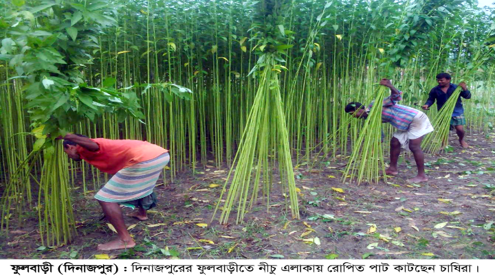 অনাবৃষ্টিতে শুকিয়ে গেছে খাল-বিল পাট কাটতে পারছেন না চাষিরা