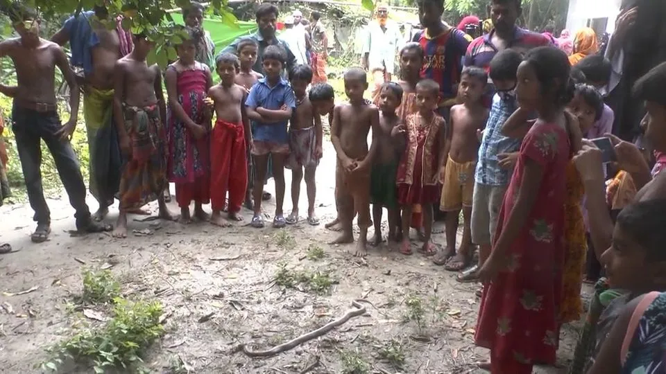 ঝিনাইদহের শৈলকুপায় সাপে কেটে দুই জনের মৃত্যু