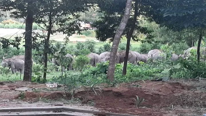 বনাঞ্চল থেকে লোকালয়ে বন্যপ্রাণী হাতী