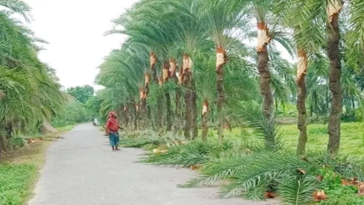 ঝিনাইদহে খেজুরগাছ চাষীরা মহাব্যস্ত  খেজুরগাছ পরিচর্যায়