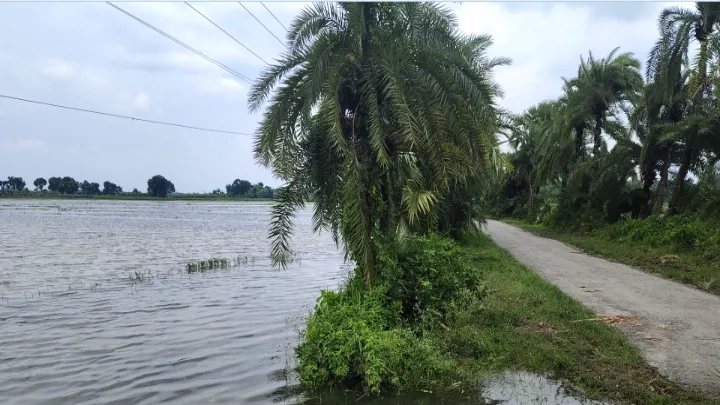 বিএডিসির খাল এখন কৃষকের গলার কাঁটা