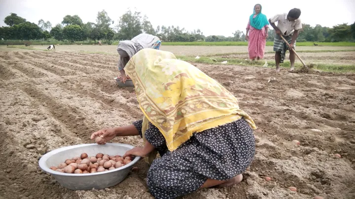 ফুলবাড়ীতে আগাম আলু চাষে ঝুঁকে পড়েছেন কৃষক