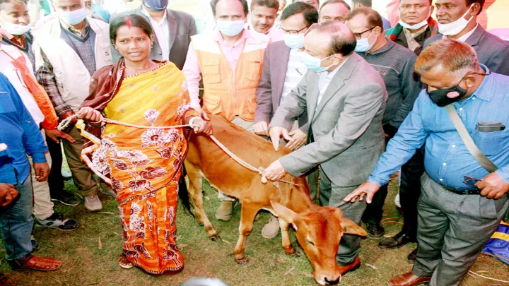 ফুলবাড়ীতে হতদরিদ্র ২০৫টি পরিবারের মাঝে বকনা গরু বিতরণ