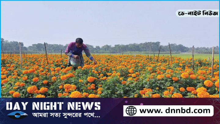 ঝিনাইদহে স্নিগ্ধ সুবাসে ঘ্রাণ ২০০ কোটি টাকার ফুল বিক্রির আশা