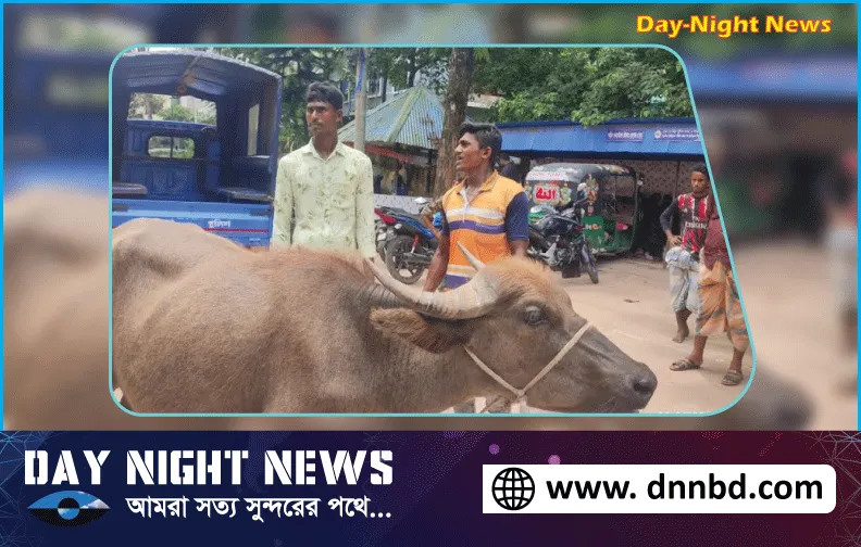 লক্ষ্মীপুরে মহিষ উদ্ধার, চোর অধরা