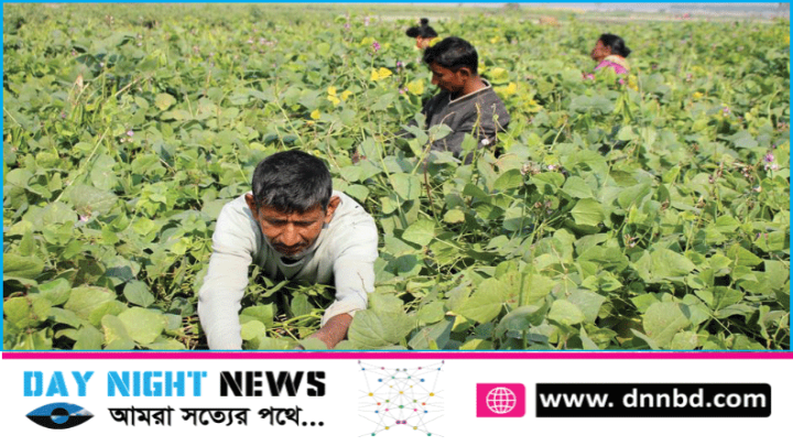 বাজারজুড়ে শীতকালীন সবজি লাভের মুখে কৃষক : বাড়ছে চাষ