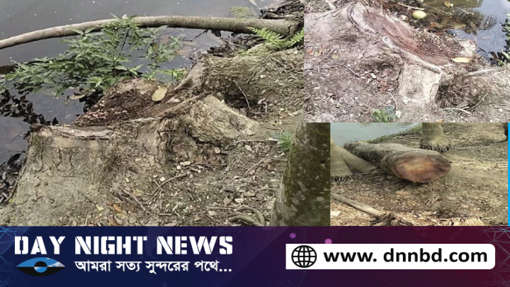 লক্ষ্মীপুরে মুক্তিযোদ্ধার দশ লাখ টাকার গাছ কেটে নিলো ইউপি সদস্য শাহ আলম