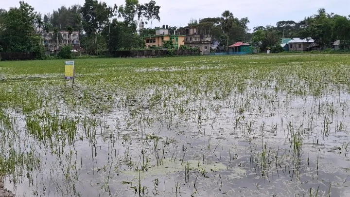 নোয়াখালীতে জলাবদ্ধতায় আউশের খেত-আমনের বীজতলায় ব্যাপক ক্ষতি