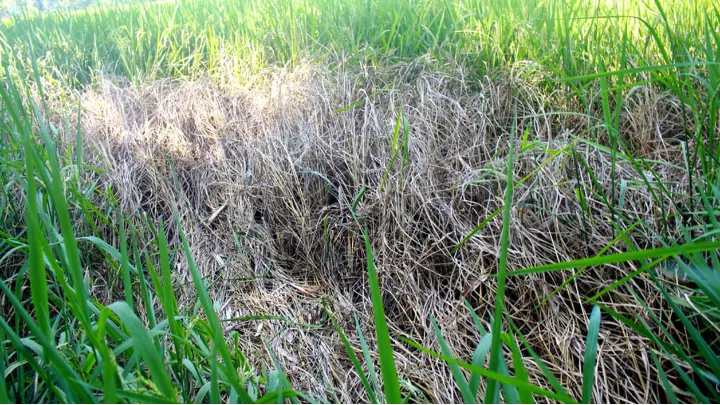 আমন ক্ষেতে কারেন্ট পোকার আক্রমণ দুশ্চিন্তার ভাঁজ কৃষকের কপালে