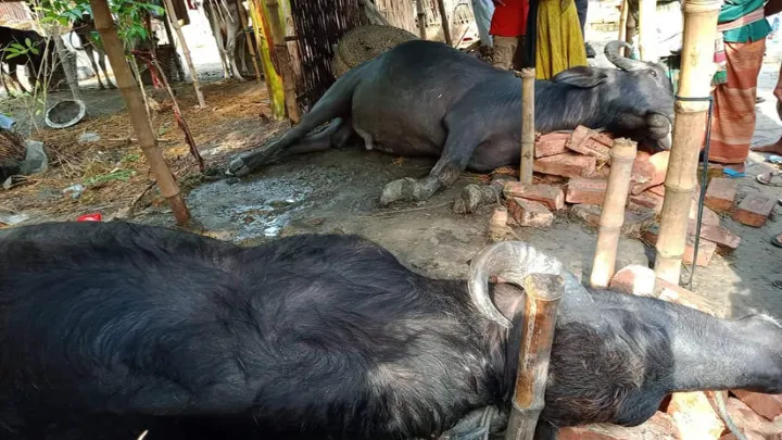 ঝিনাইদহে ১০ মিনিটের কালবৈশাখী ঝড়ে ক্ষতিগ্রস্থ কয়েকটি উপজেলা