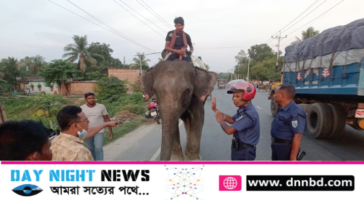 ফুলবাড়ীতে হাতি দিয়ে চাঁদাবাজী হাতি আটক করে ৯৯৯ এ ফোন